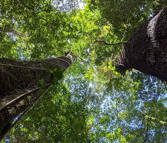 Trees