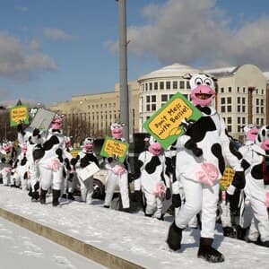 Herd of people dressed as cows in Washington, DC, 2007.